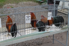 image049