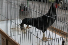 image002